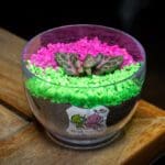 STREET 50 Egg Buffet—Easter Egg Terrarium